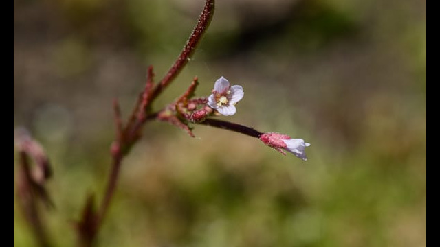 Boechera sp.