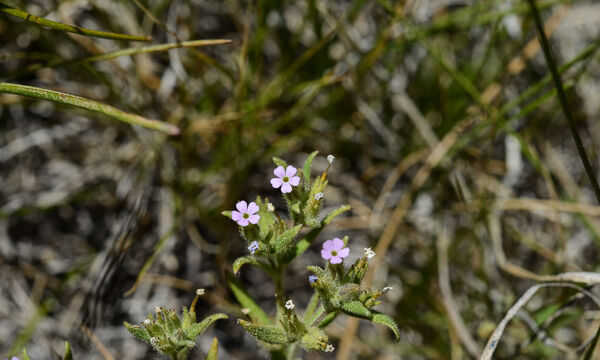Phlox sp.