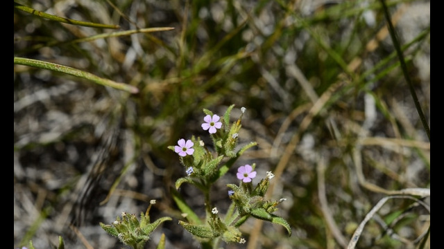 Phlox sp.