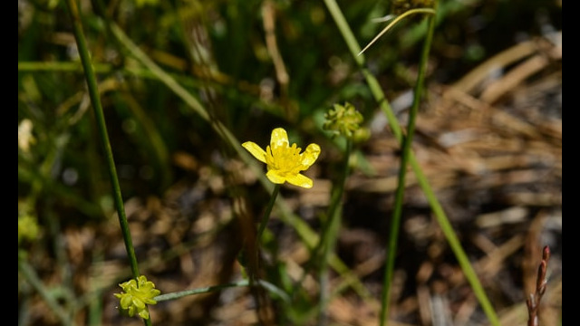 Ranunculus occidentalis Western Buttercup (probably), Ranunculus occidentalis