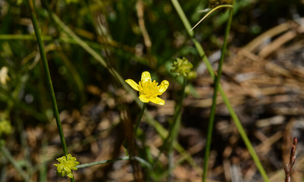 Ranunculus occidentalis Western Buttercup (probably), Ranunculus occidentalis