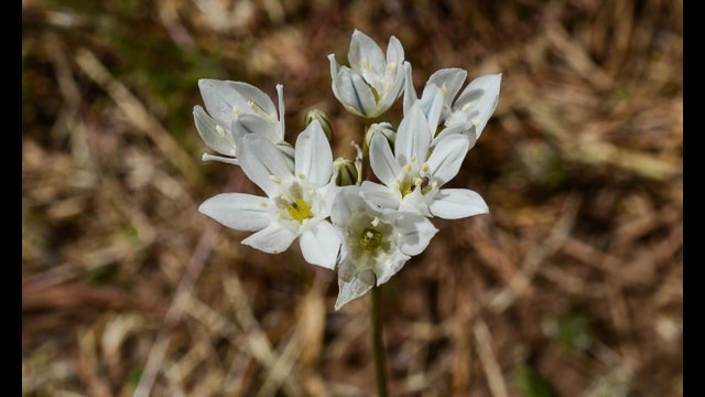 Triteleia hyacinthina Wild Hyacinth, Triteleia hyacinthina