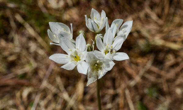 Triteleia hyacinthina Wild Hyacinth, Triteleia hyacinthina