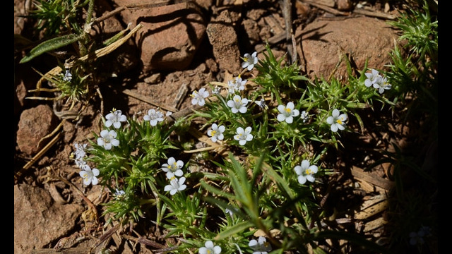 Navarretia sp.