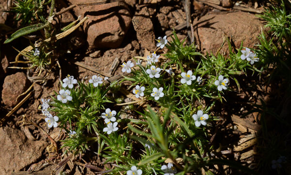 Navarretia sp.