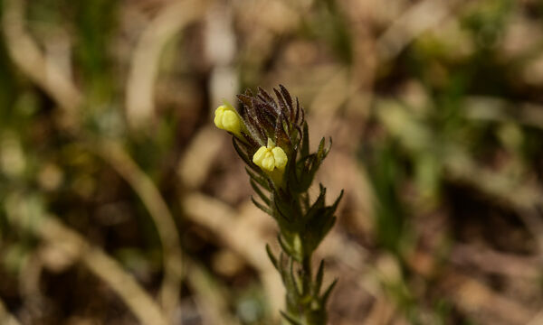 Yellow owl's clover