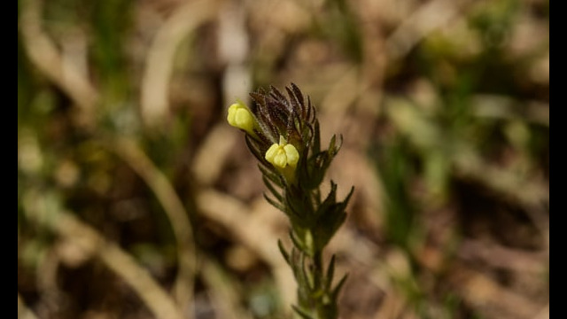 Yellow owl's clover