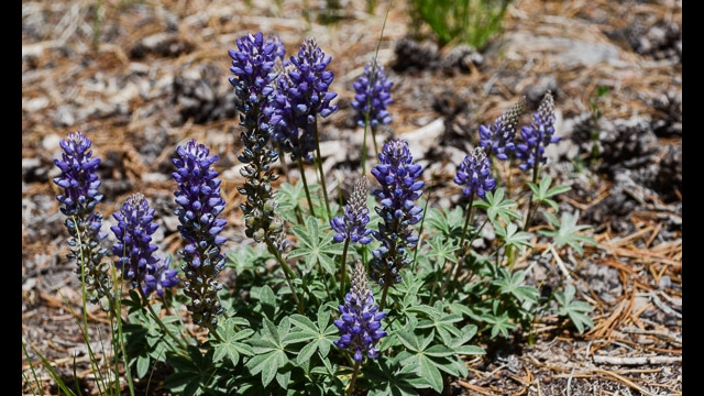 Lupine