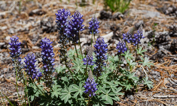 Lupine