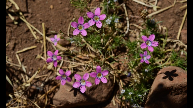 Navarretia leptalea Bridge's Pincushion, Navarretia leptalea