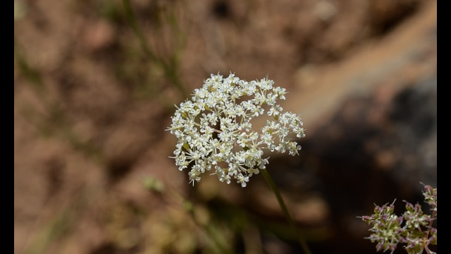Valeriana californica California Valerian, Valeriana californica