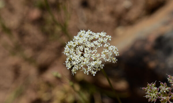 Valeriana californica California Valerian, Valeriana californica