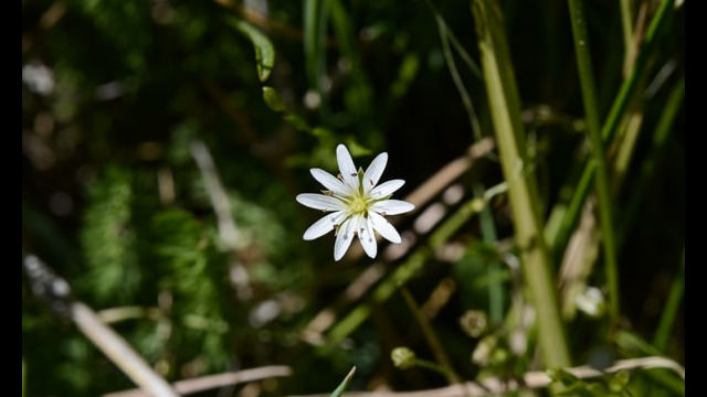 Starwort