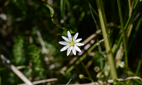 Starwort
