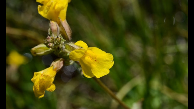 Mimulus guttatus Seep Monkeyflower, Mimulus guttatus