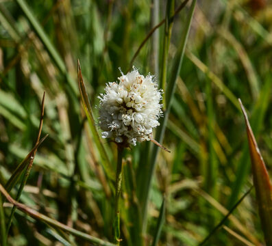 Polygonum bistortoides Western Bistort, Polygonum bistortoides