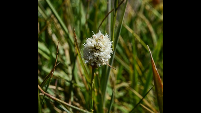 Polygonum bistortoides Western Bistort, Polygonum bistortoides