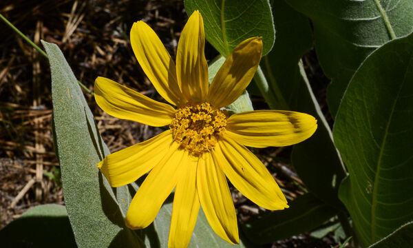 Wyethia mollis Woolly Mule Ears, Wyethia mollis