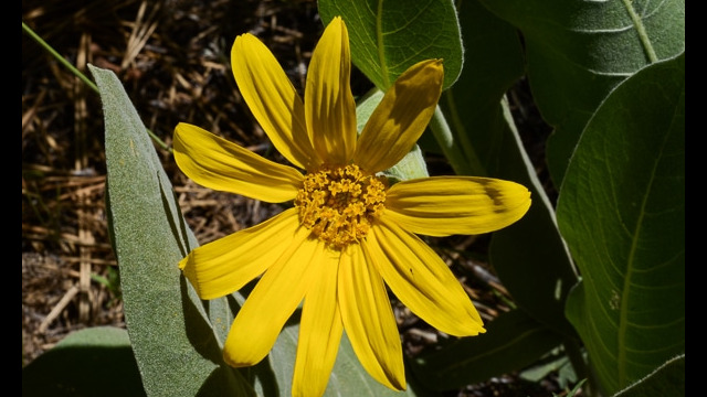 Wyethia mollis Woolly Mule Ears, Wyethia mollis