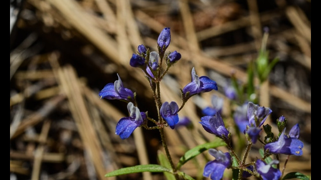 Collinsia torreyi Torrey's Blue-eyed Mary, Collinsia torreyi