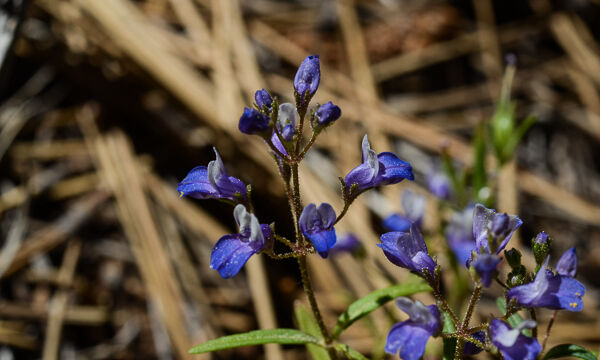 Collinsia torreyi Torrey's Blue-eyed Mary, Collinsia torreyi