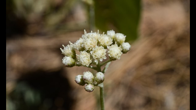 Antennaria corymbosa Meadow Pussytoes, Antennaria corymbosa