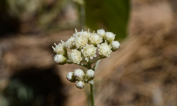 Antennaria corymbosa Meadow Pussytoes, Antennaria corymbosa