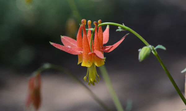 Aquilegia formosa Crimson Columbine, Aquilegia formosa
