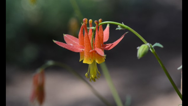 Aquilegia formosa Crimson Columbine, Aquilegia formosa