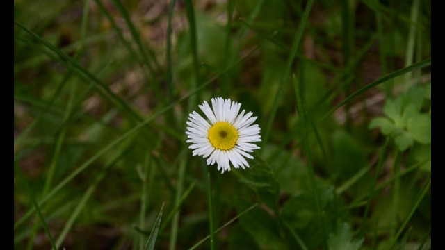 Erigeron coulteri Coulter's fleabane, Erigeron coulteri