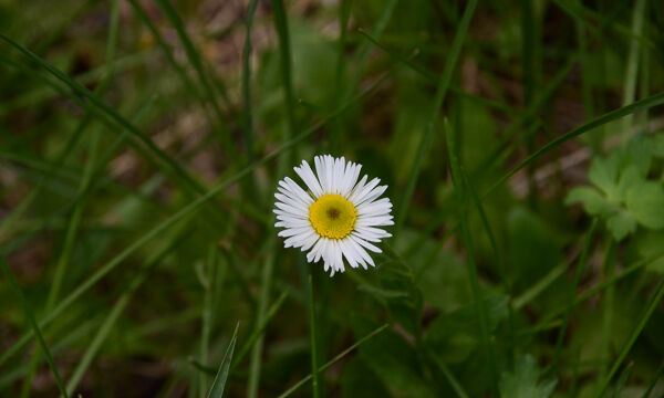 Erigeron coulteri Coulter's fleabane, Erigeron coulteri