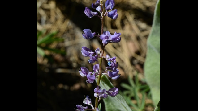 Lupine