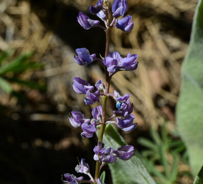 Lupine