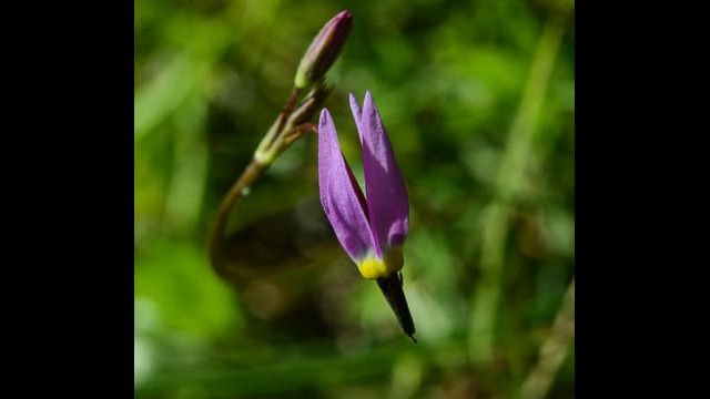 Primula hendersonii Henderson's Shooting Star, Primula hendersonii