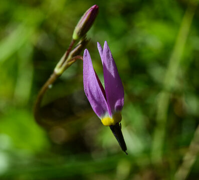 Primula hendersonii Henderson's Shooting Star, Primula hendersonii