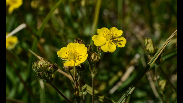 Potentilla glandulosa Sticky Cinquefoil, Potentilla glandulosa