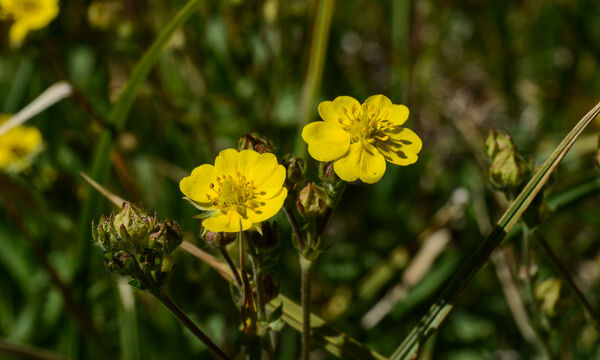 Potentilla glandulosa Sticky Cinquefoil, Potentilla glandulosa