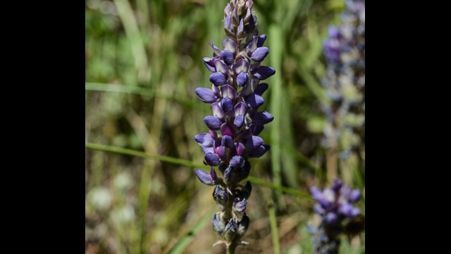 Lupine Lupine