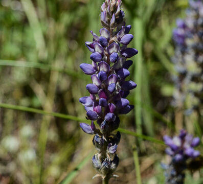 Lupine Lupine