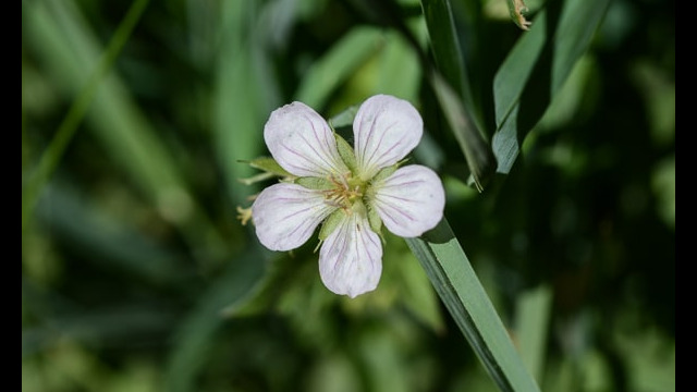 Geranium richardsonii Richardson's geranium, Geranium richardsonii