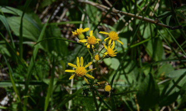 Senecio triangularis Arrowhead butterweed, Senecio triangularis