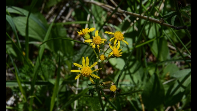 Senecio triangularis Arrowhead butterweed, Senecio triangularis