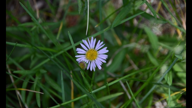 Unknown Aster 1
