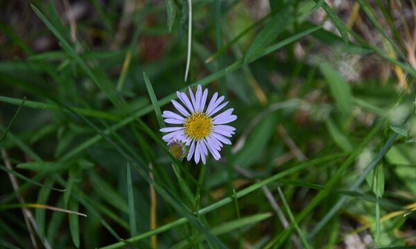 Unknown Aster 1
