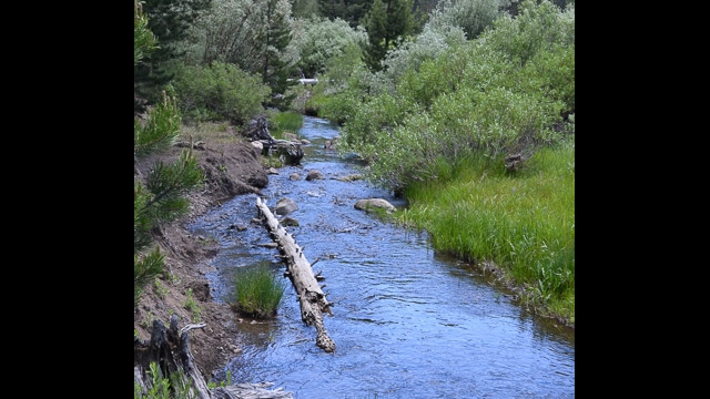 Sagehen Creek