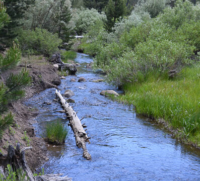 Sagehen Creek
