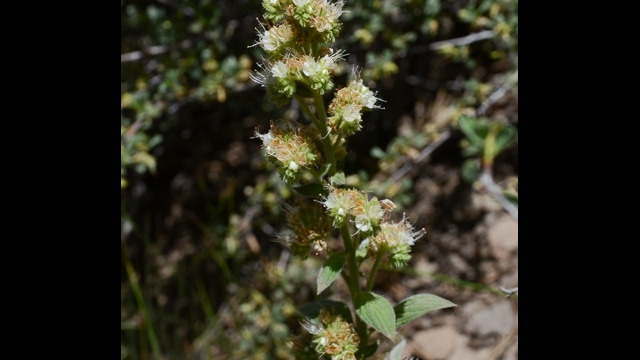 Phacelia heterophylla Vari-leaved Phacelia, Phacelia heterophylla