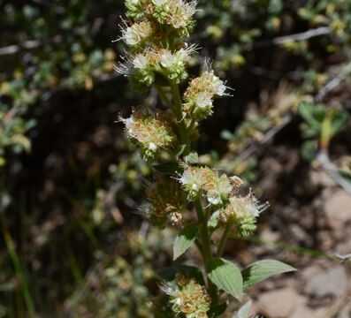 Phacelia heterophylla Vari-leaved Phacelia, Phacelia heterophylla