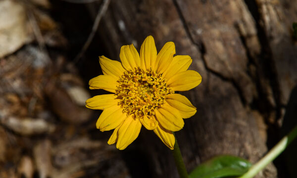 Mule Ears, not sure which one Wyethia sp.