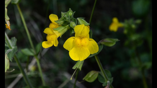 Mimulus guttatus Seepspring Monkeyflower, Mimulus guttatus